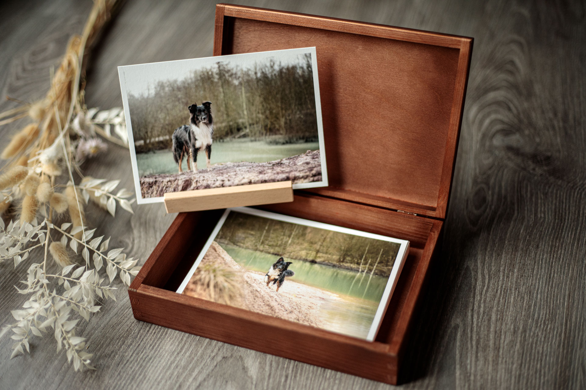 erinnerungsbox-tierfotografie-limburg-weilburg erinnerungsbox-tierfotografie-limburg-weilburg