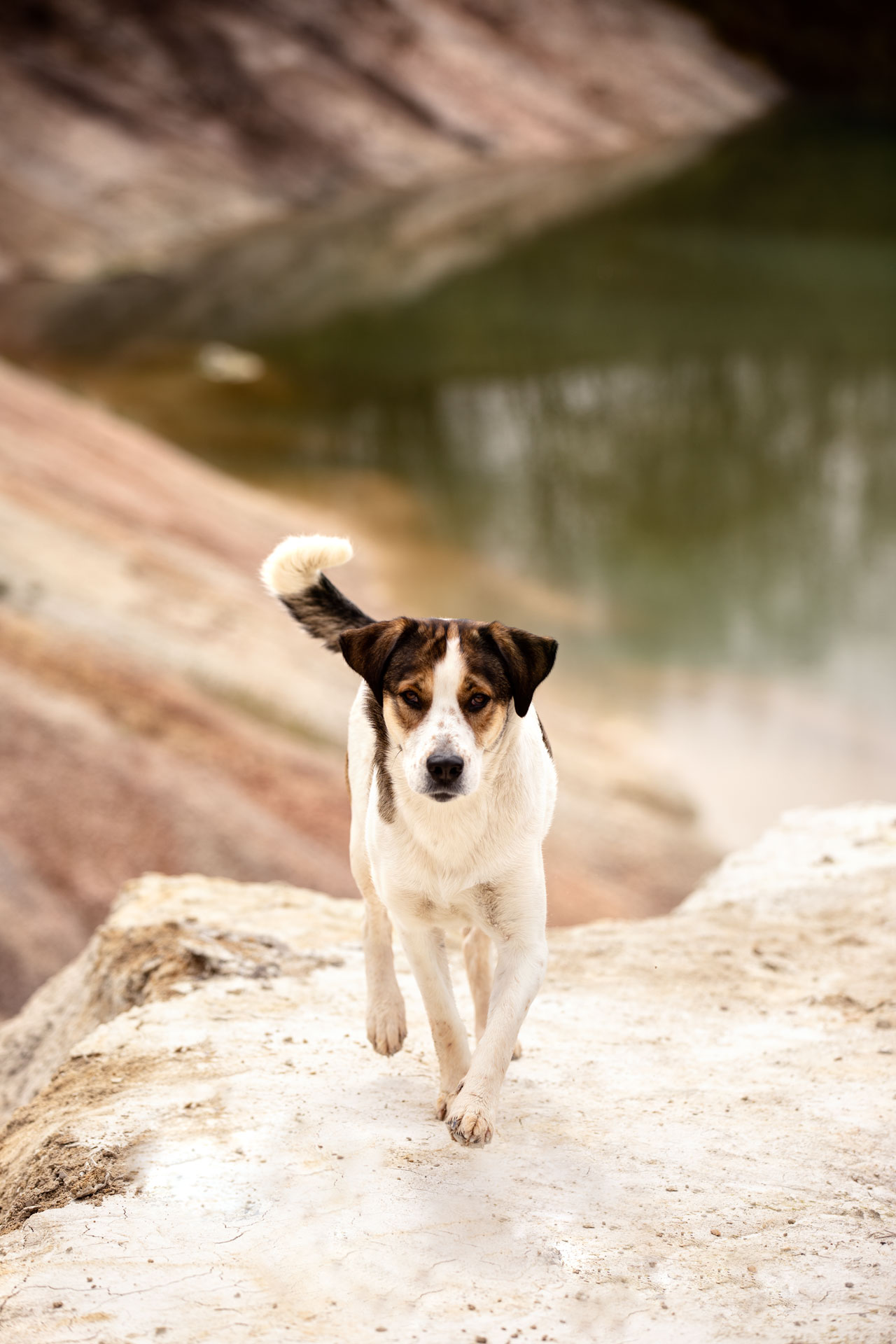 fotos-von-meinem-hund-koblenz tierfotografie-danke-fuer-deine-nachricht