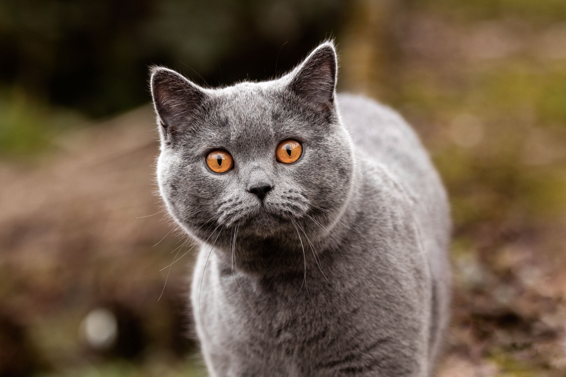 Portrait einer brittisch kurzhaar Katze in Grau mit tierf orangenen Augen bei einem Outdoorkatzenshooting in Bad Ems entstanden.