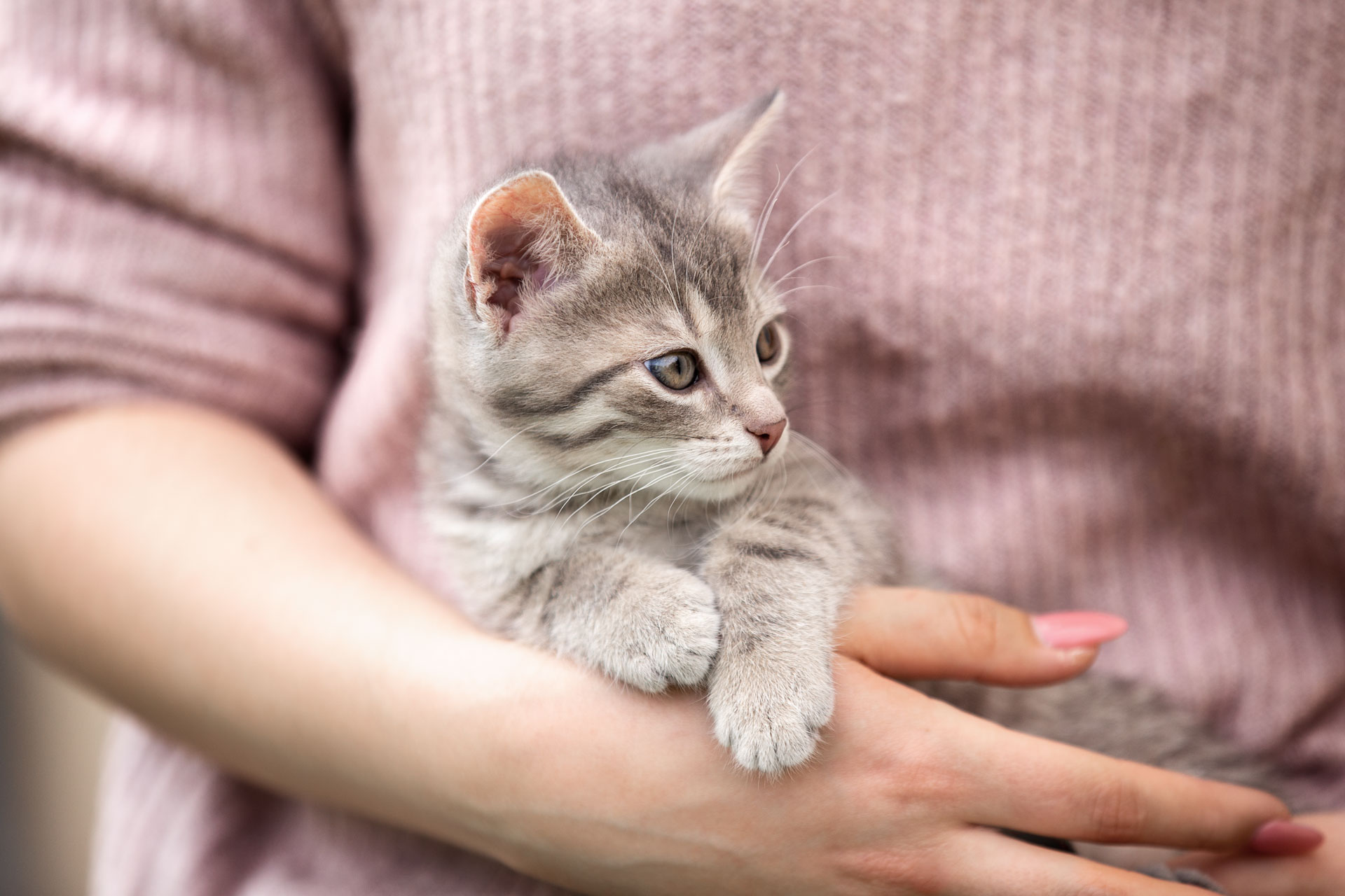 tierfotogarfie-limburg-weilburg Eine Baby Katzte liegt bei einer Frau im Arm und kuschelt mit ihr. Die Fotos mit Katze wurden in Weilburg aufgenommen.