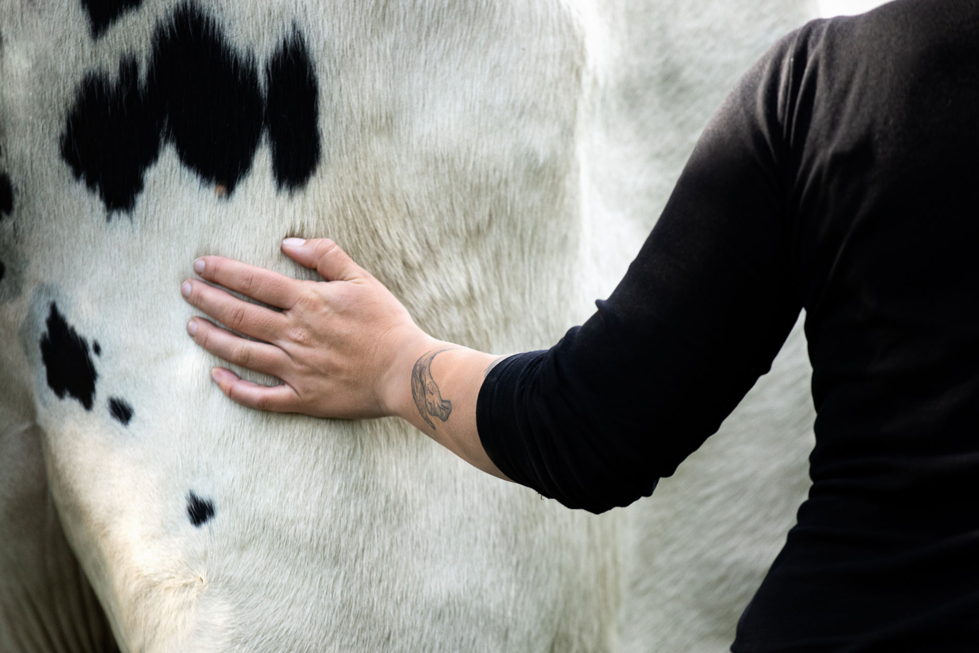 fotoshooting-mit-einem-bullen-idstein