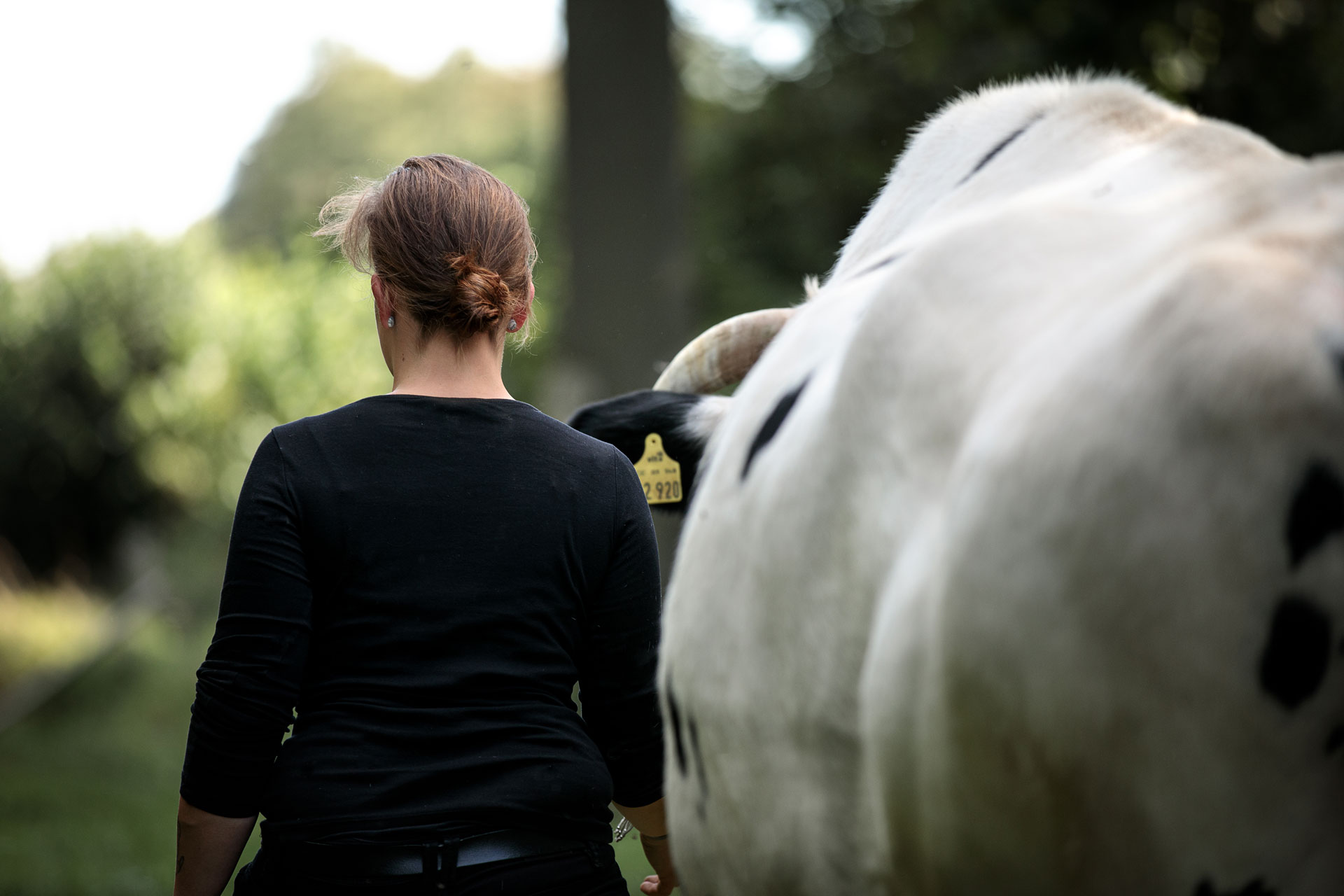 fotoshooting-mit-kuh-limburg