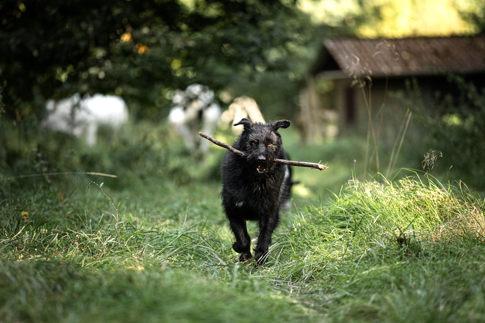 hundefotografie-limburg hundefotografie-limburg