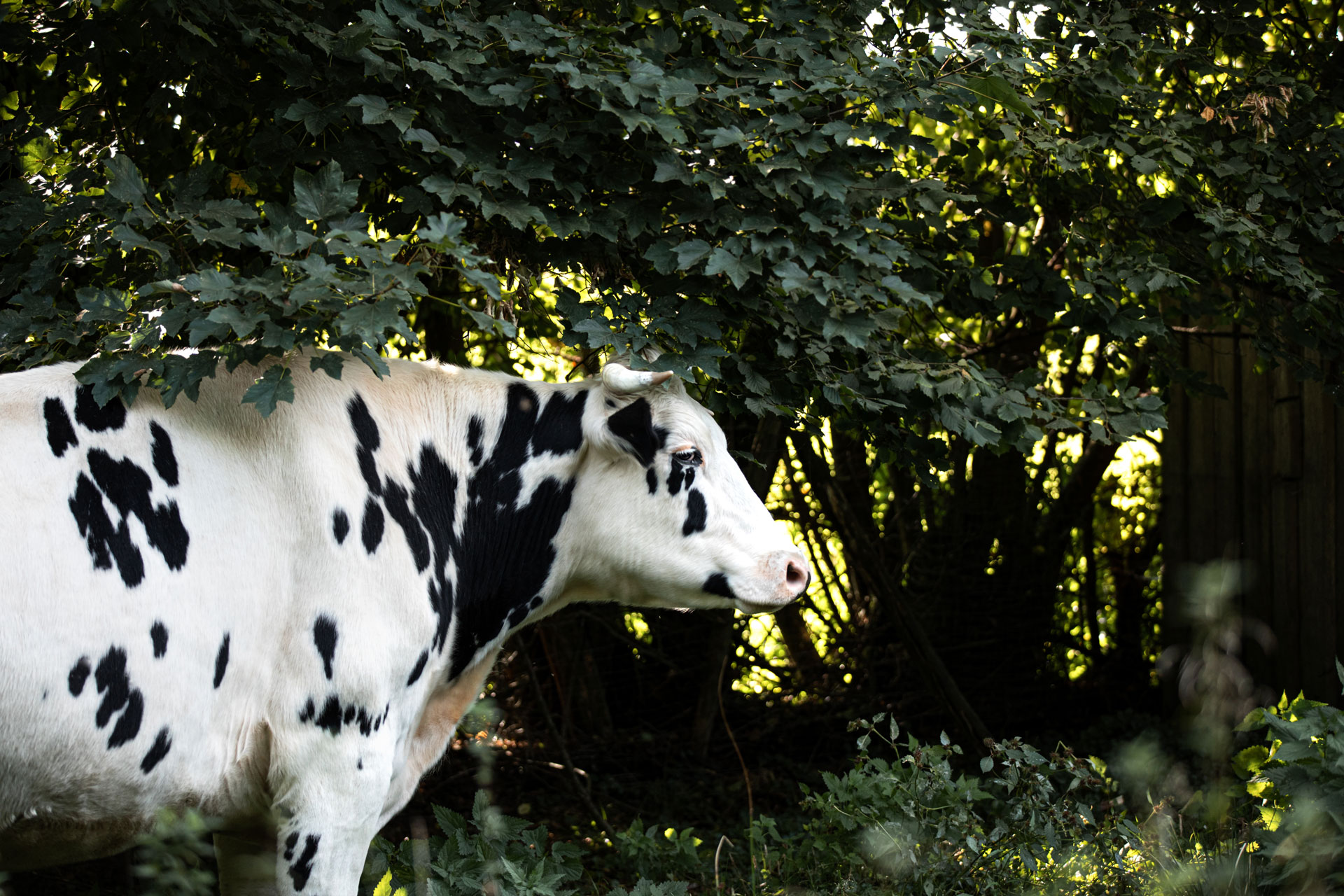 tierfotoshooting-frankfurt
