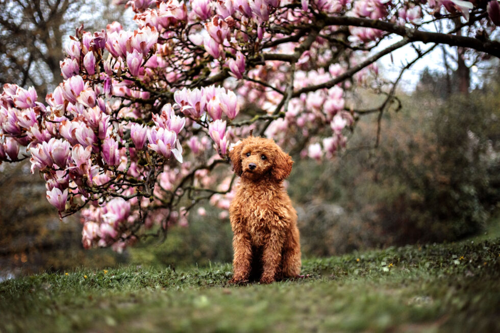 Hund-shooting-limburg