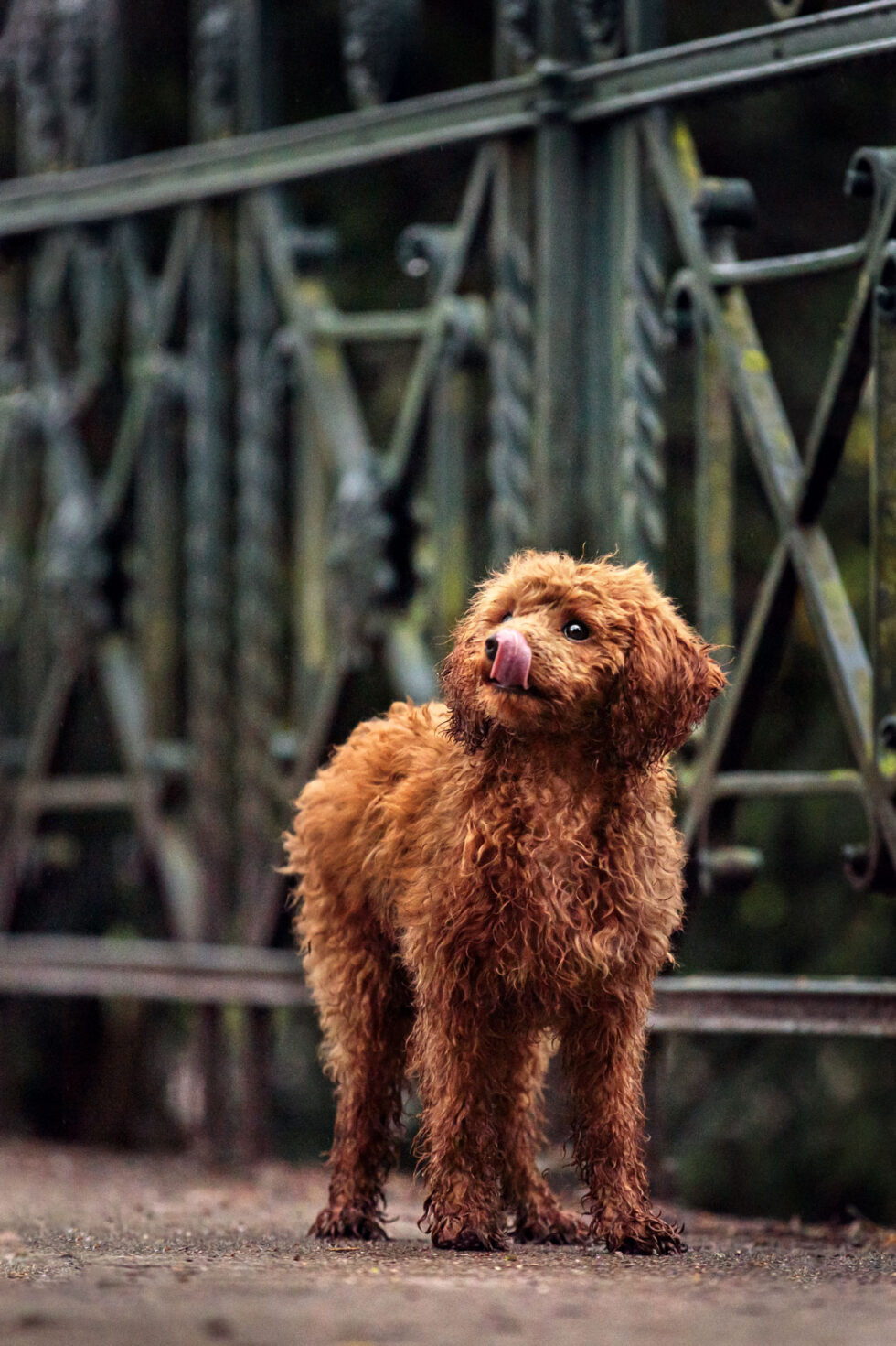 Hundefotograf-limburg