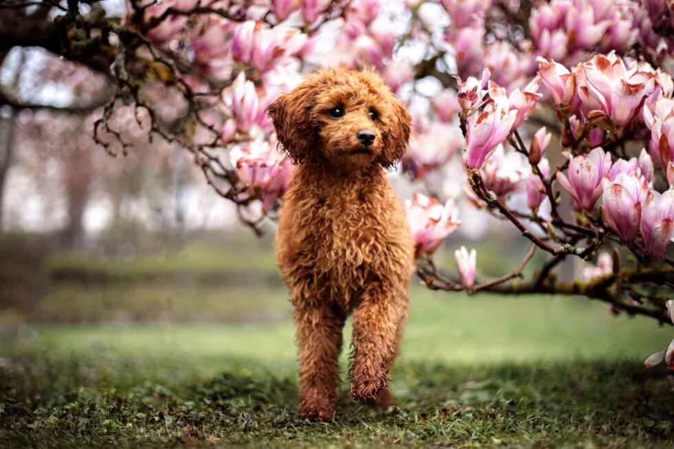 Hundefotos-idtein-magnolien-pudel