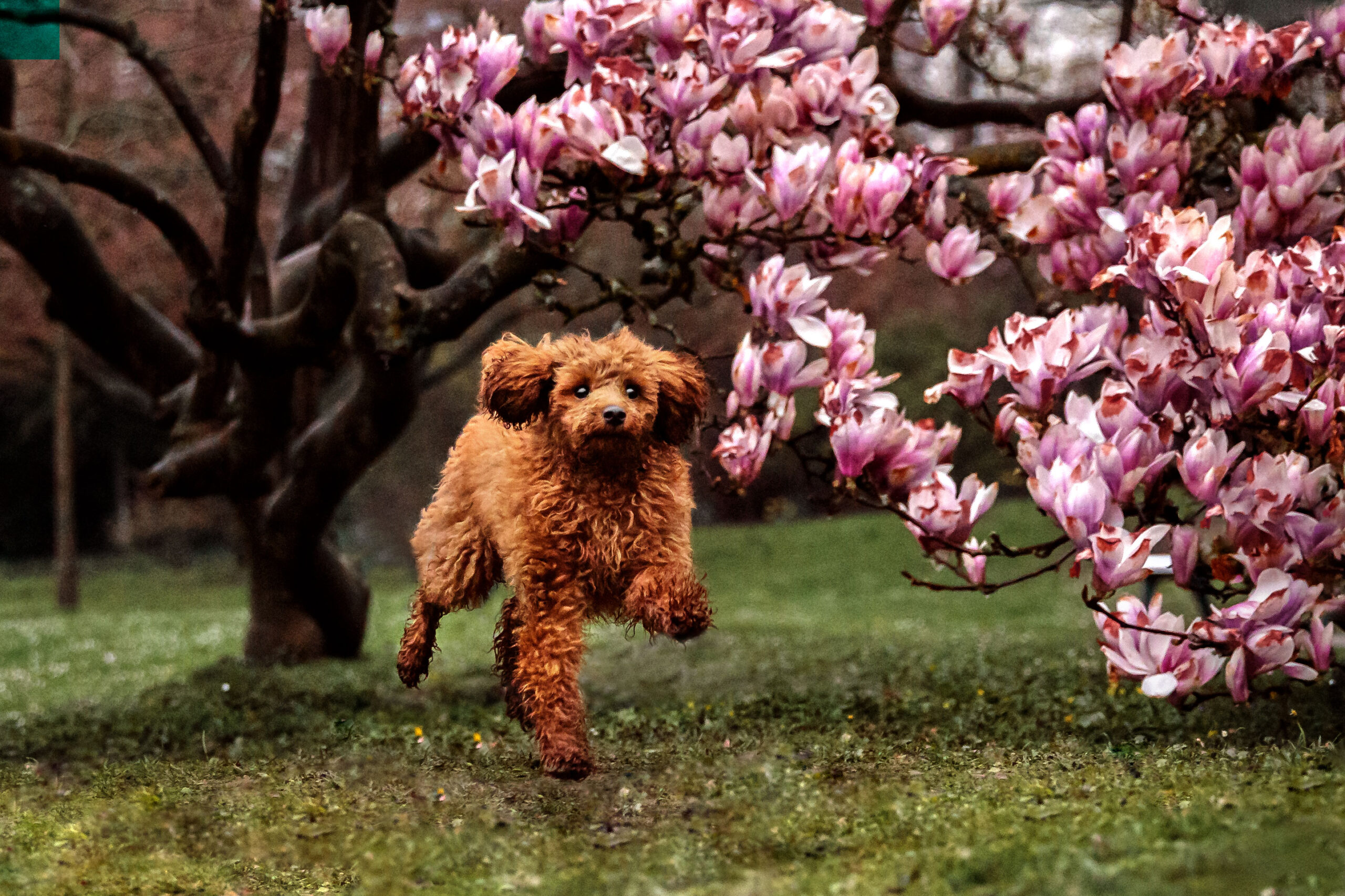 Hundeshooting-magnolien-wiesbaden Hundeshooting-magnolien-wiesbaden