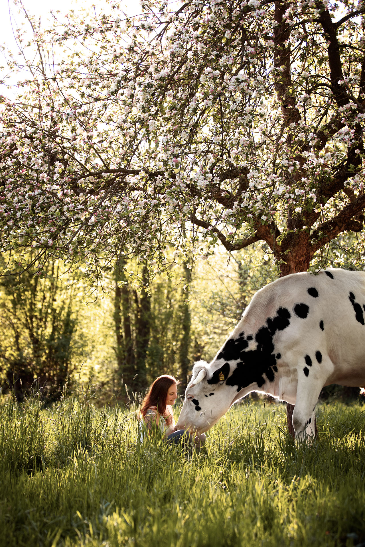 fotoshooting-mit-kuh-im-fruehling-idstein aktionsshooting-mit-rentieren