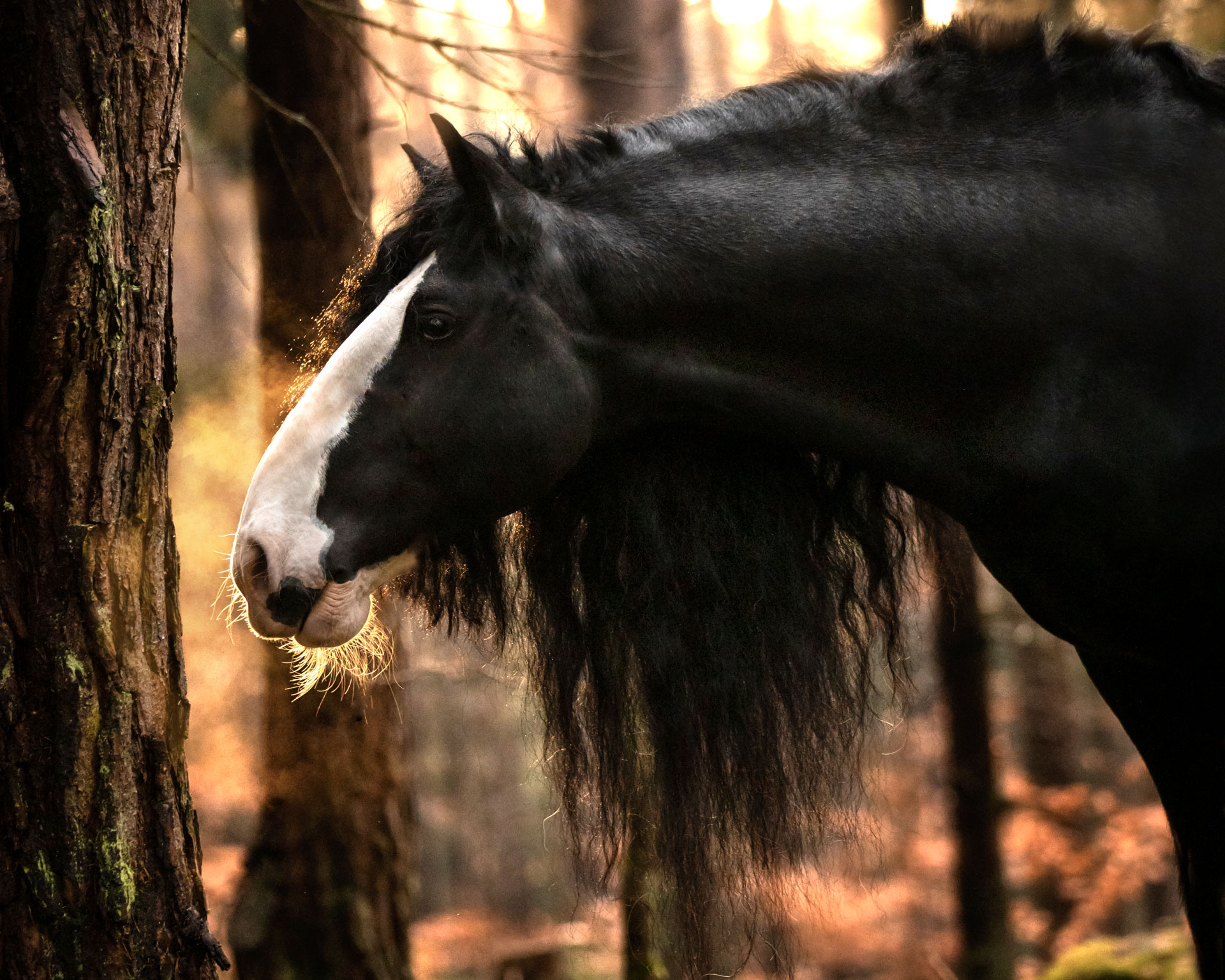 fotoshooting-mit-pferd-frankfurt