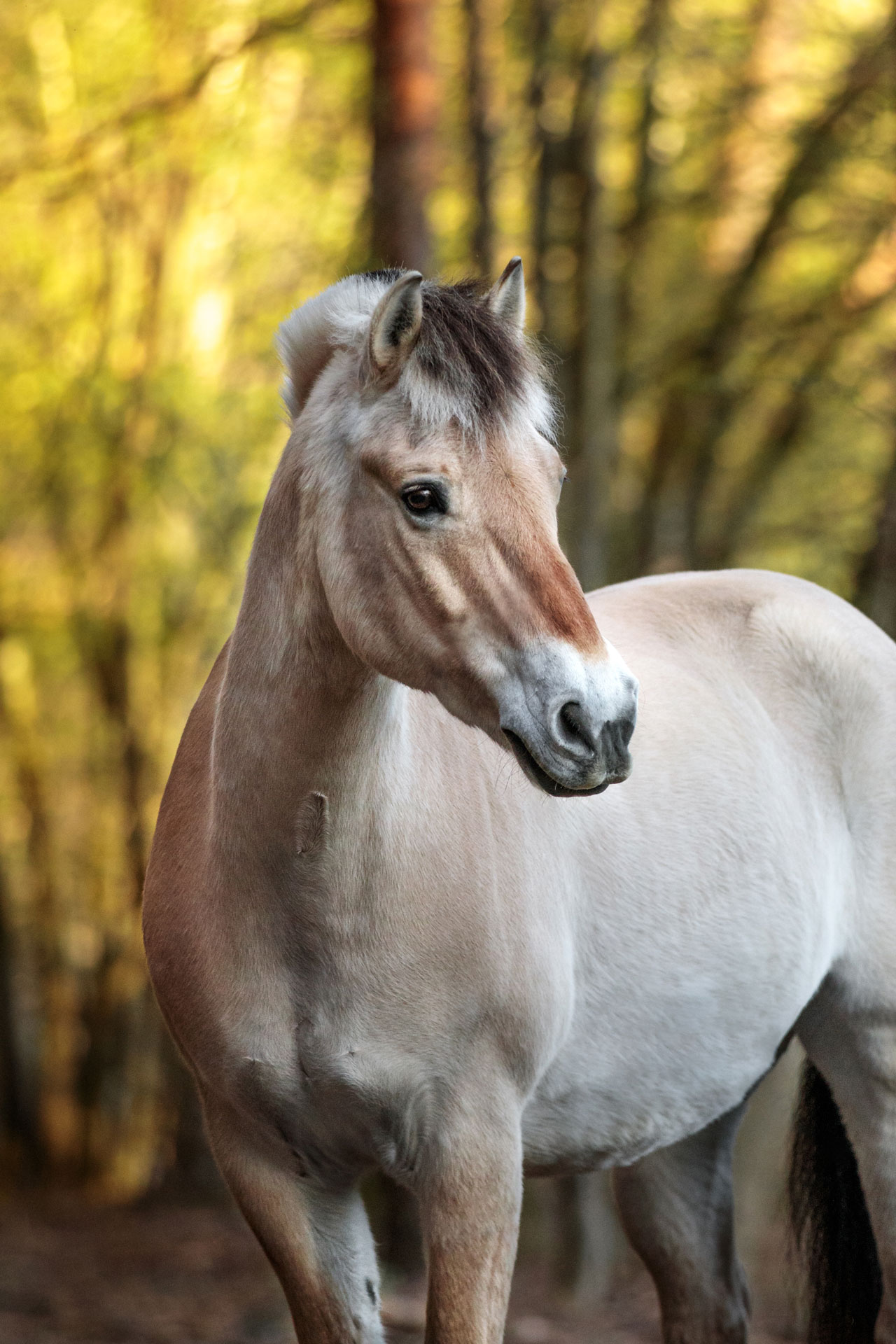 fruehlingsshooting-mit-pferd-taunusstein