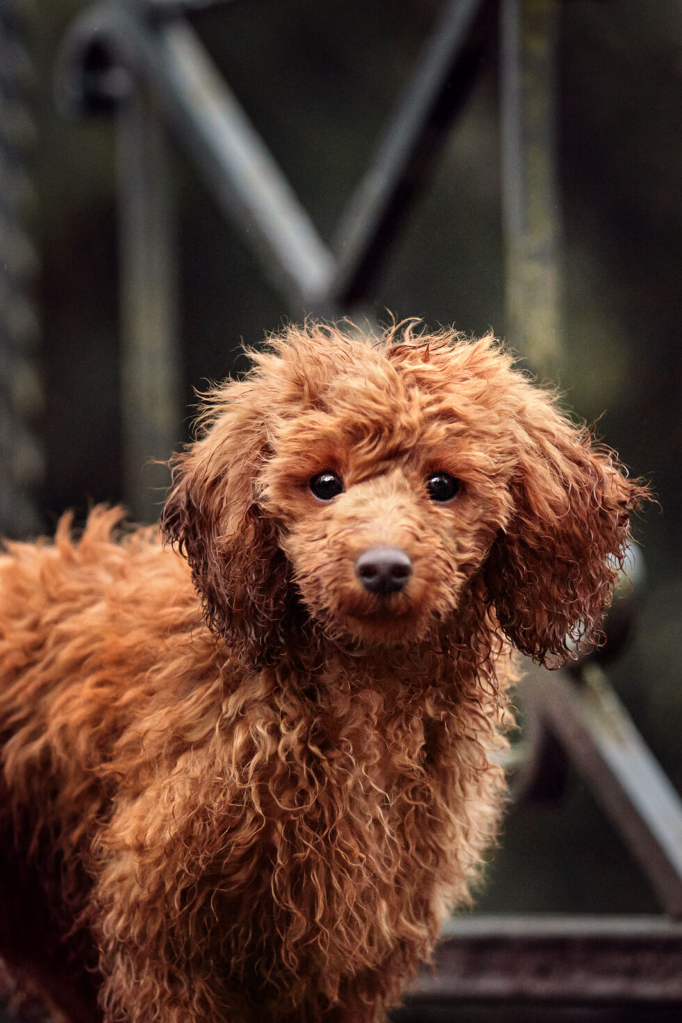hund-fotograf-limburg