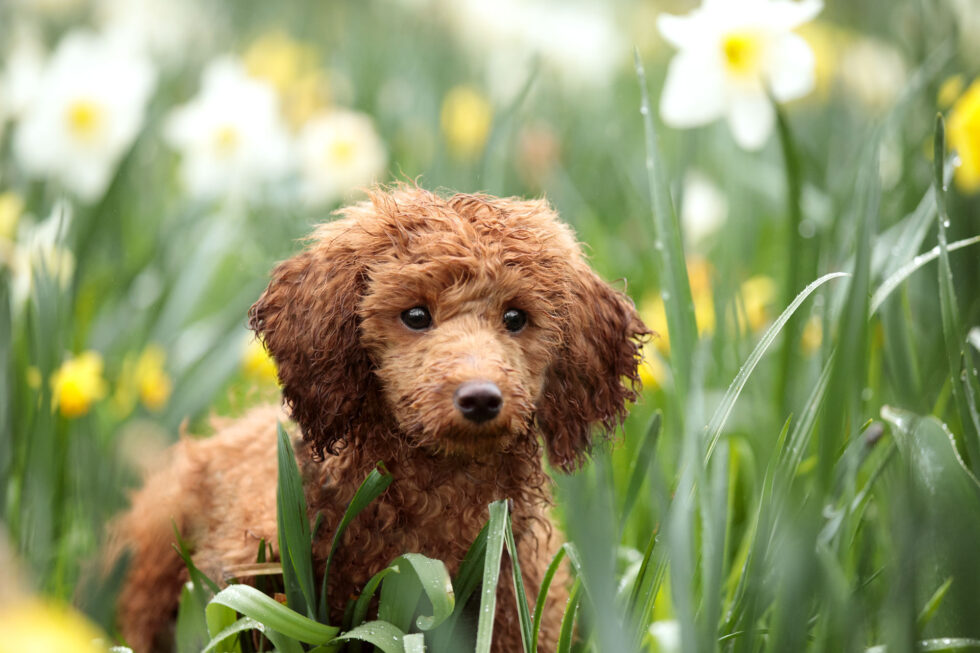 hund-fotos-fruehling-weilburg