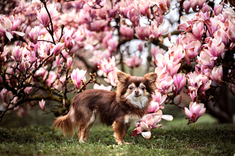 hund-fotos-magnolien-limburg