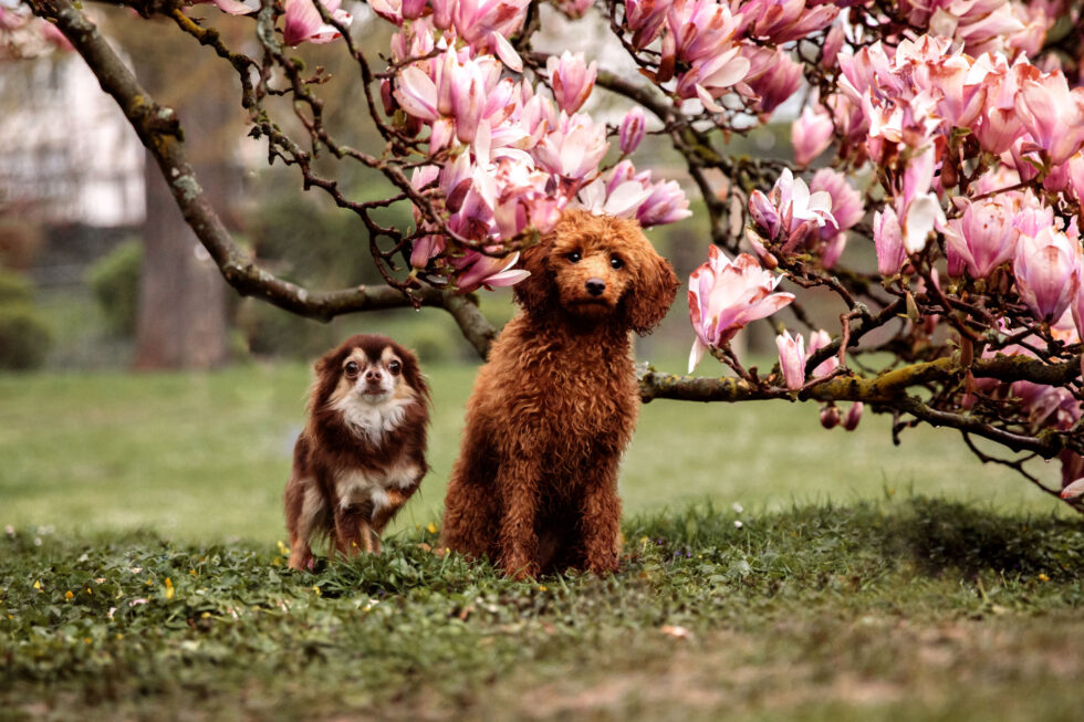 hundefotograf-wiesbaden