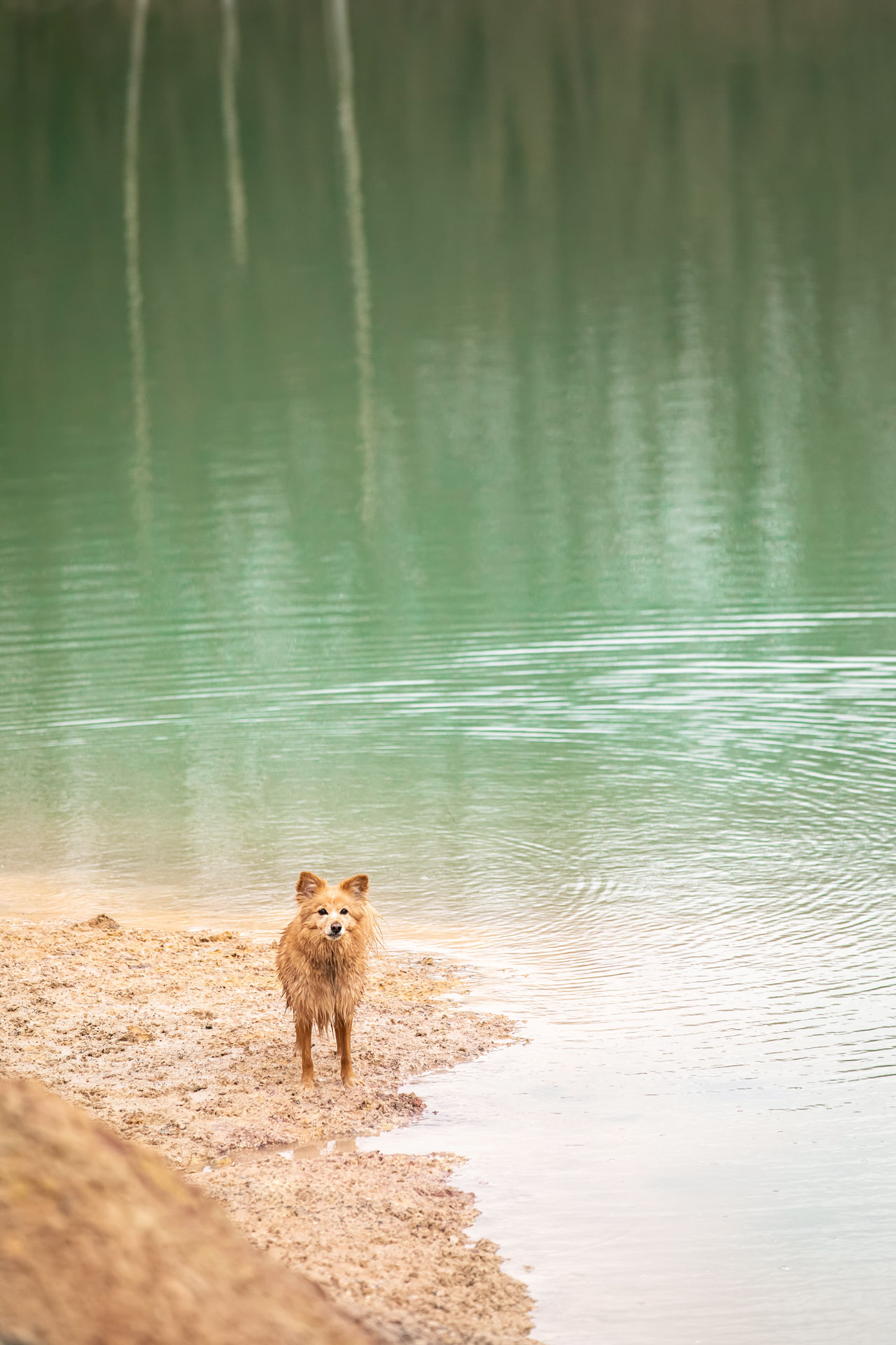 hundefotos-am-wasser-montabaur rentiershooting-mit-partner-limburg
