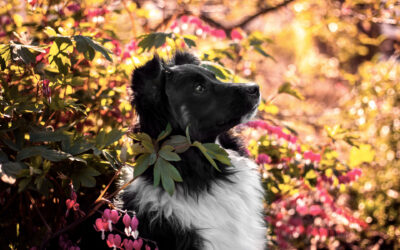 Fotoshooting im Frühling