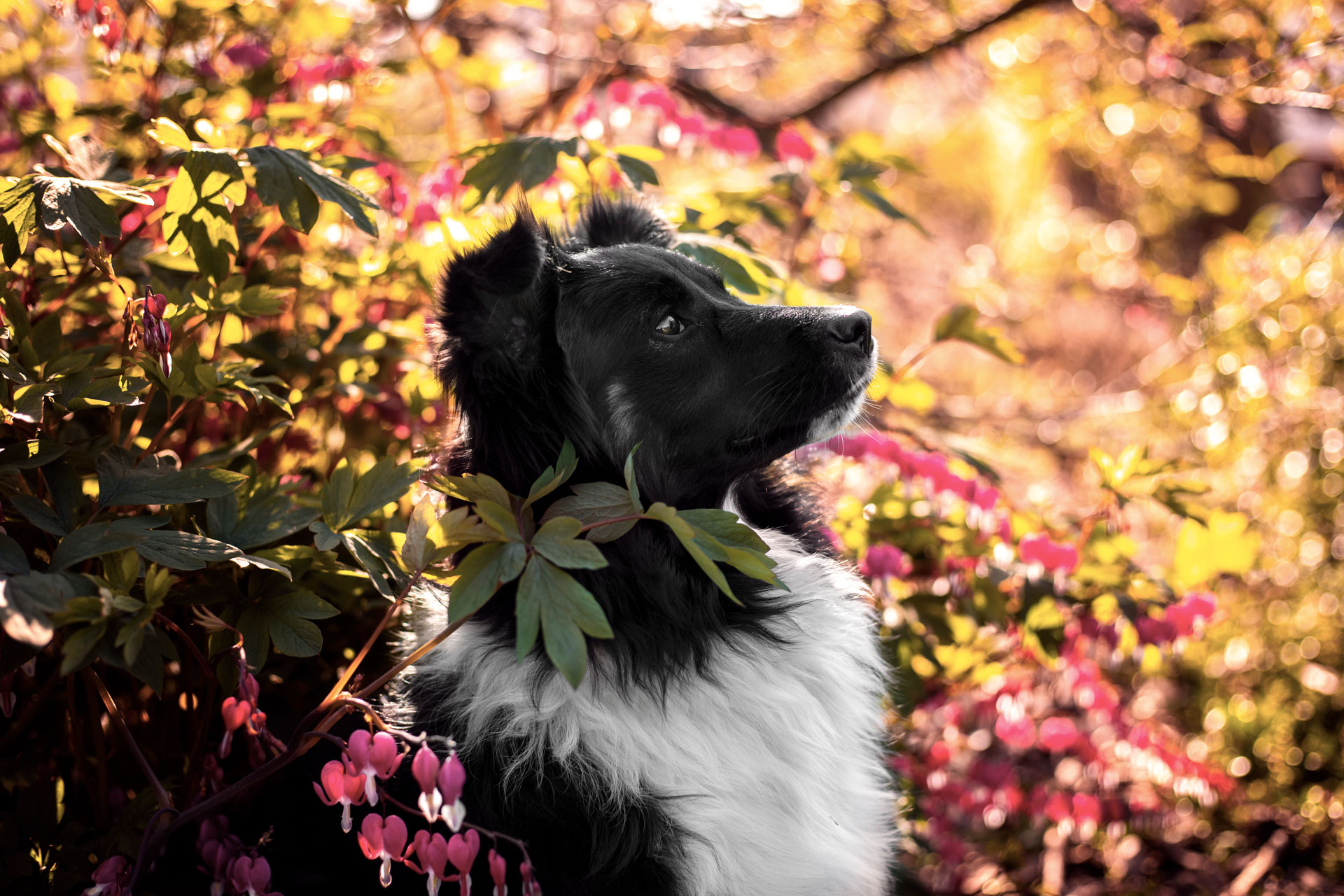 hundefotoshooting-bordercollie-limburg erlebnisshooting-mit-rentieren-idstein