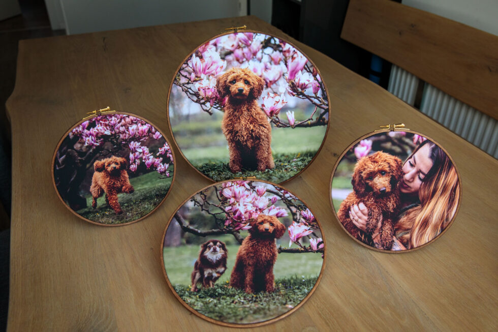 Wand-galerie-wandbild-hund-shooting-leinwand
