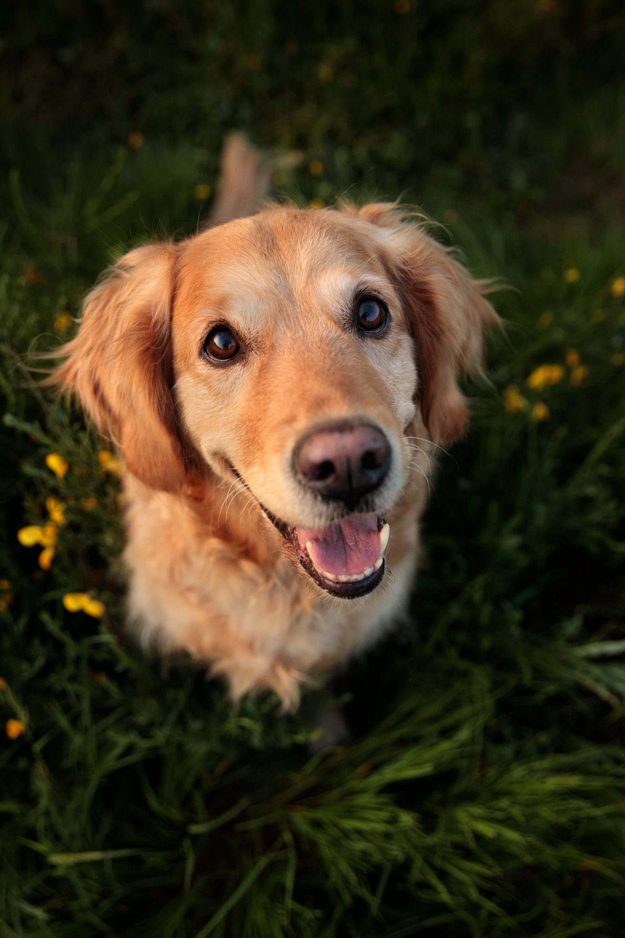 Hundefotograf-limburg
