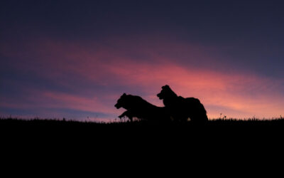 Silhouetten Shooting