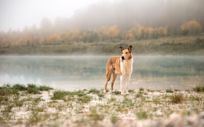 Checkliste Hundefotoshooting