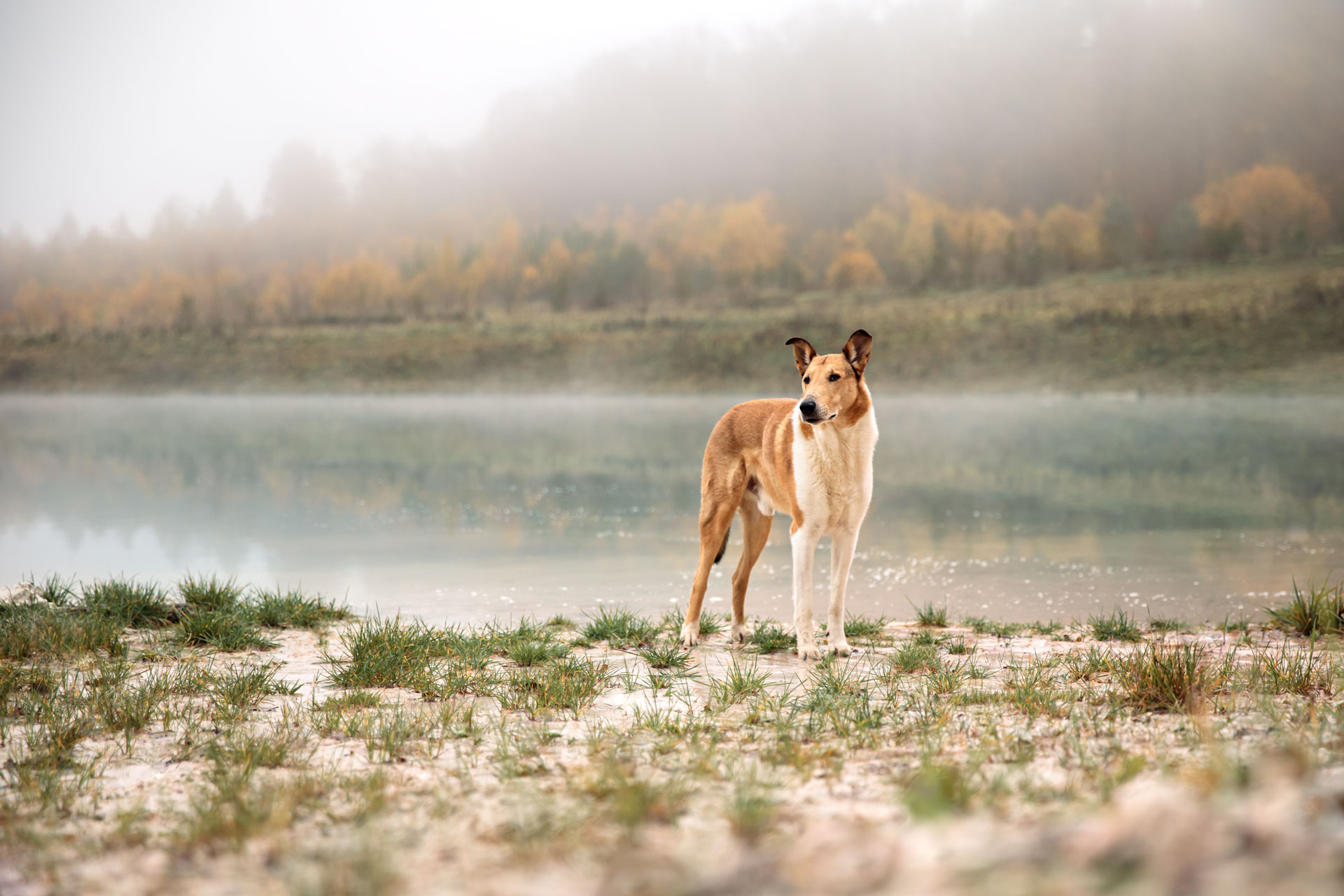 checkliste-hundefotoshooting Kurzhaarcollie am See