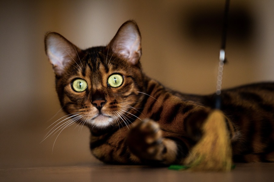 bilder-von-meiner-katze-westerwald bilder-von-meiner-katze-westerwald