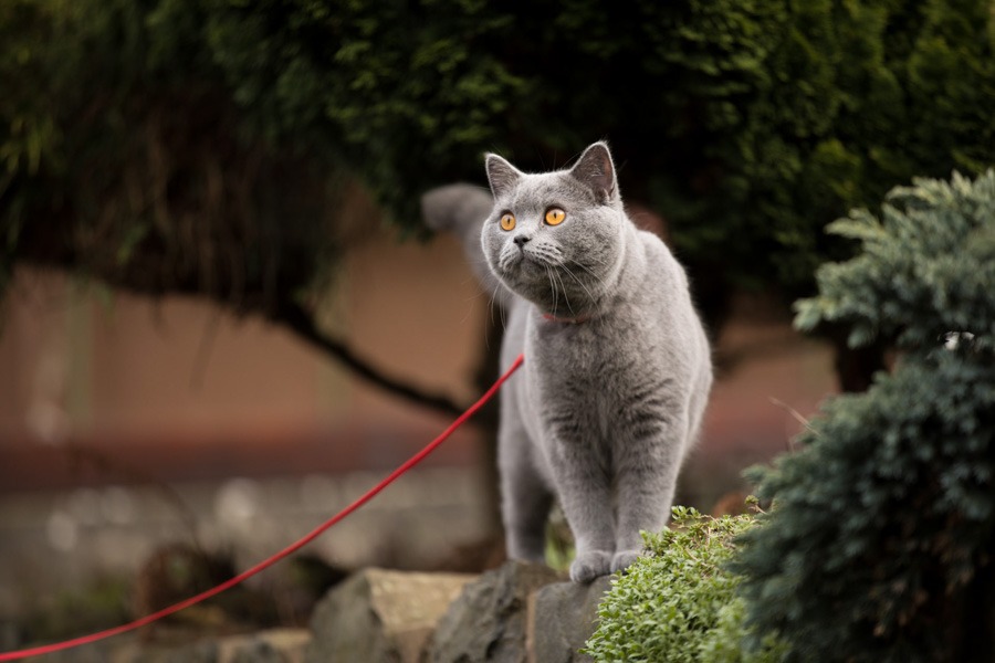 fotograf-fuer-katzen-hessen-rheinland-pfalz
