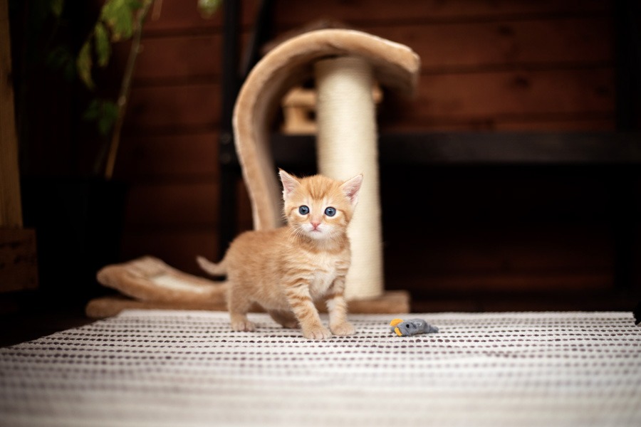 katzenshooting-limburg-weilburg