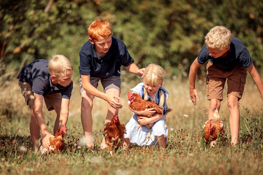 tierfotografie-wiesbaden Kinder lassen ihre Hühner auf den Boden.