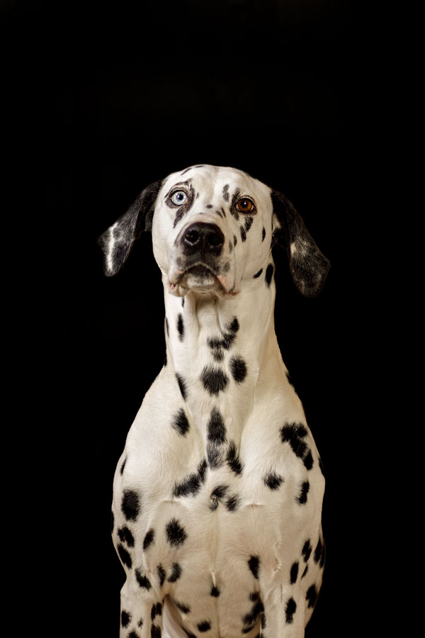 edle-hundefotos-vor-schwarzen-hintergrund-dalmatiner