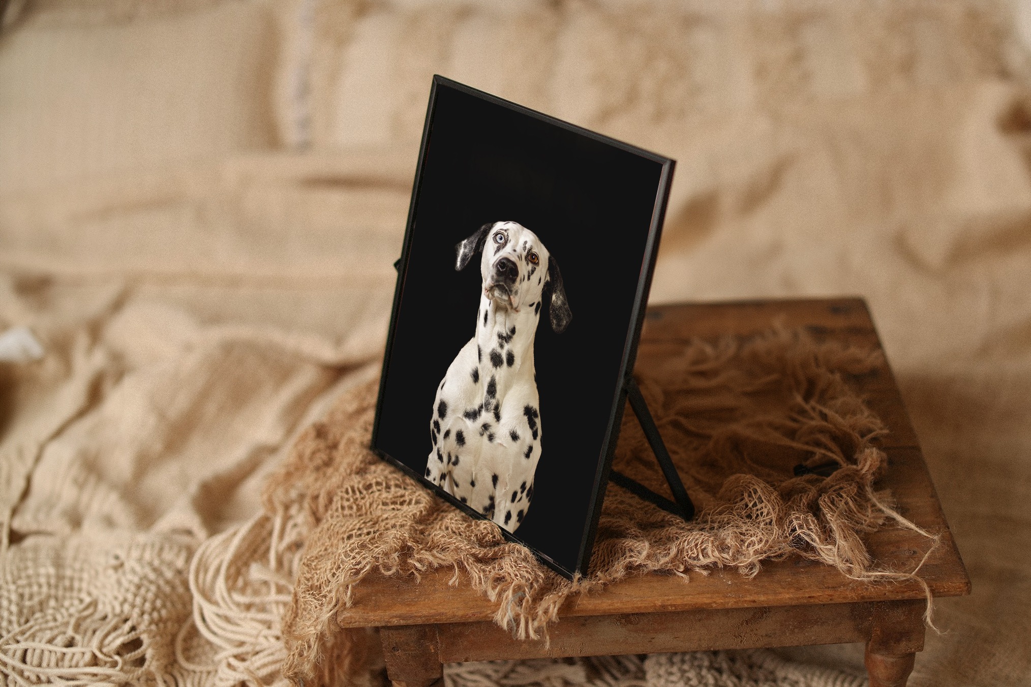 gerahmtes-foto-vor-schwarzem-hintergrund-hund gerahmtes-foto-vor-schwarzem-hintergrund-hund