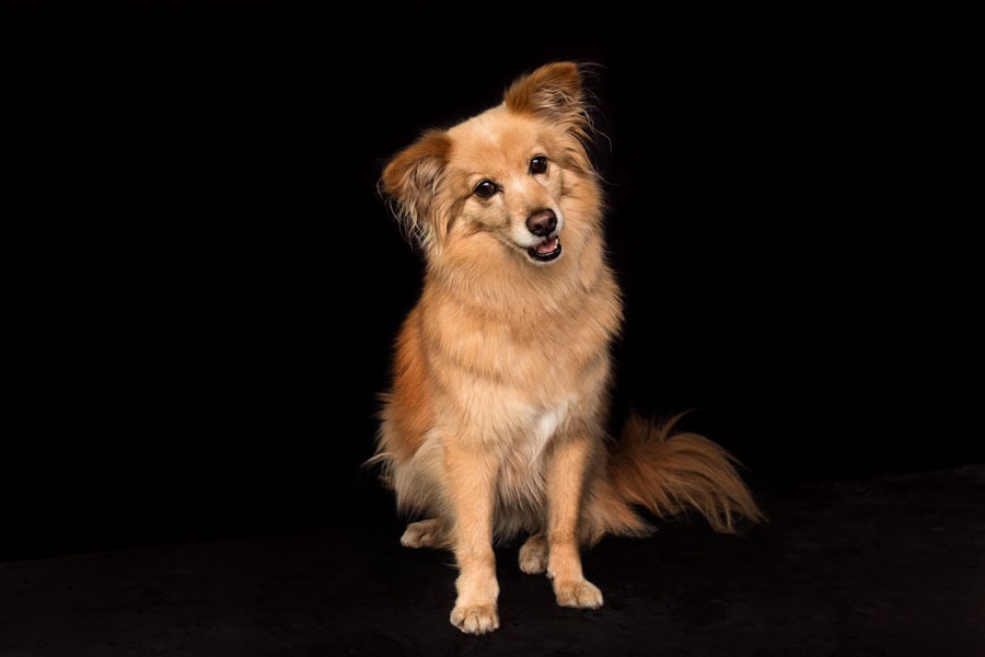 hundefotos-mit-schwarzem-hintergrund-limburg