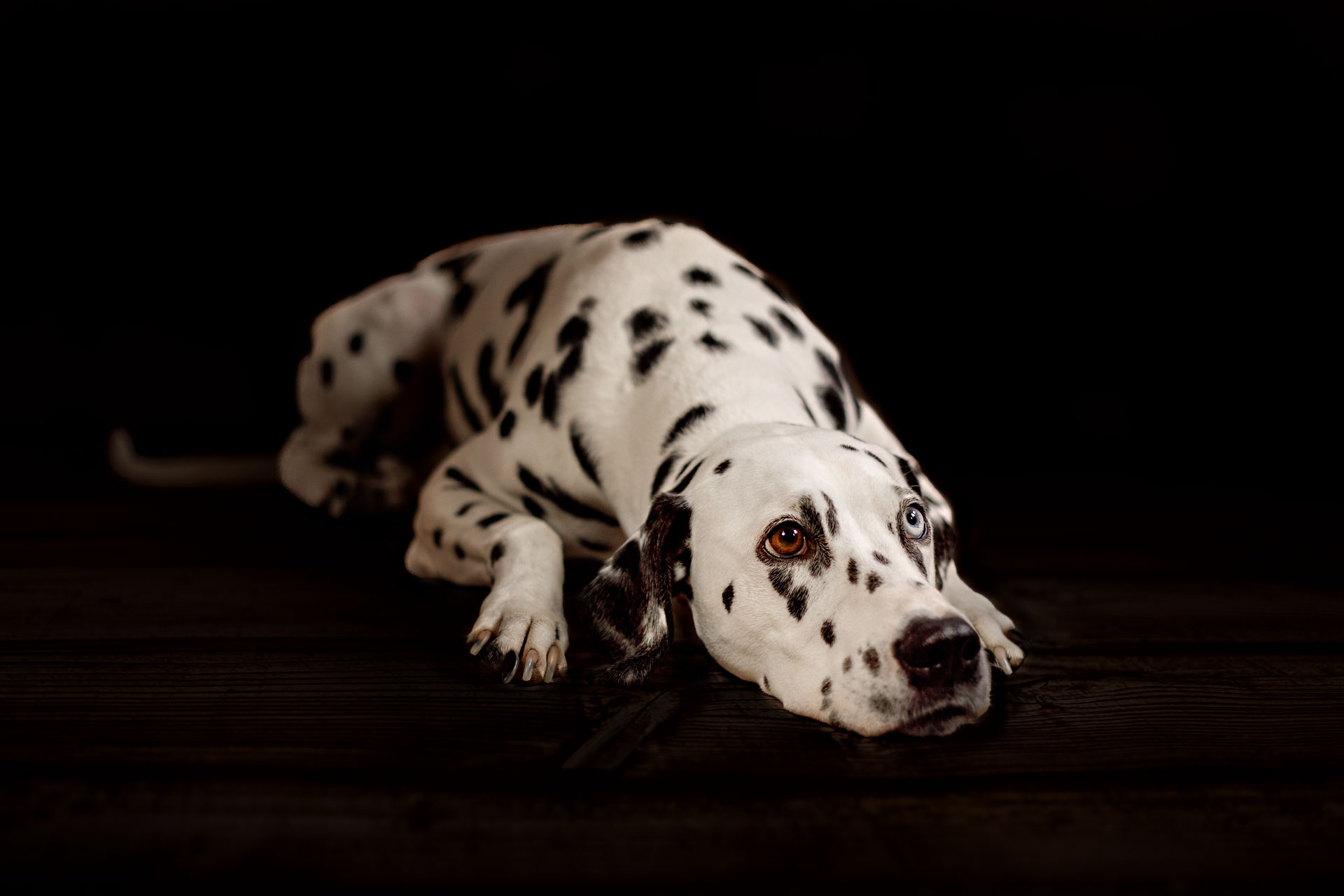 hundefotoshooting-vor-schwarzem-hintergrund