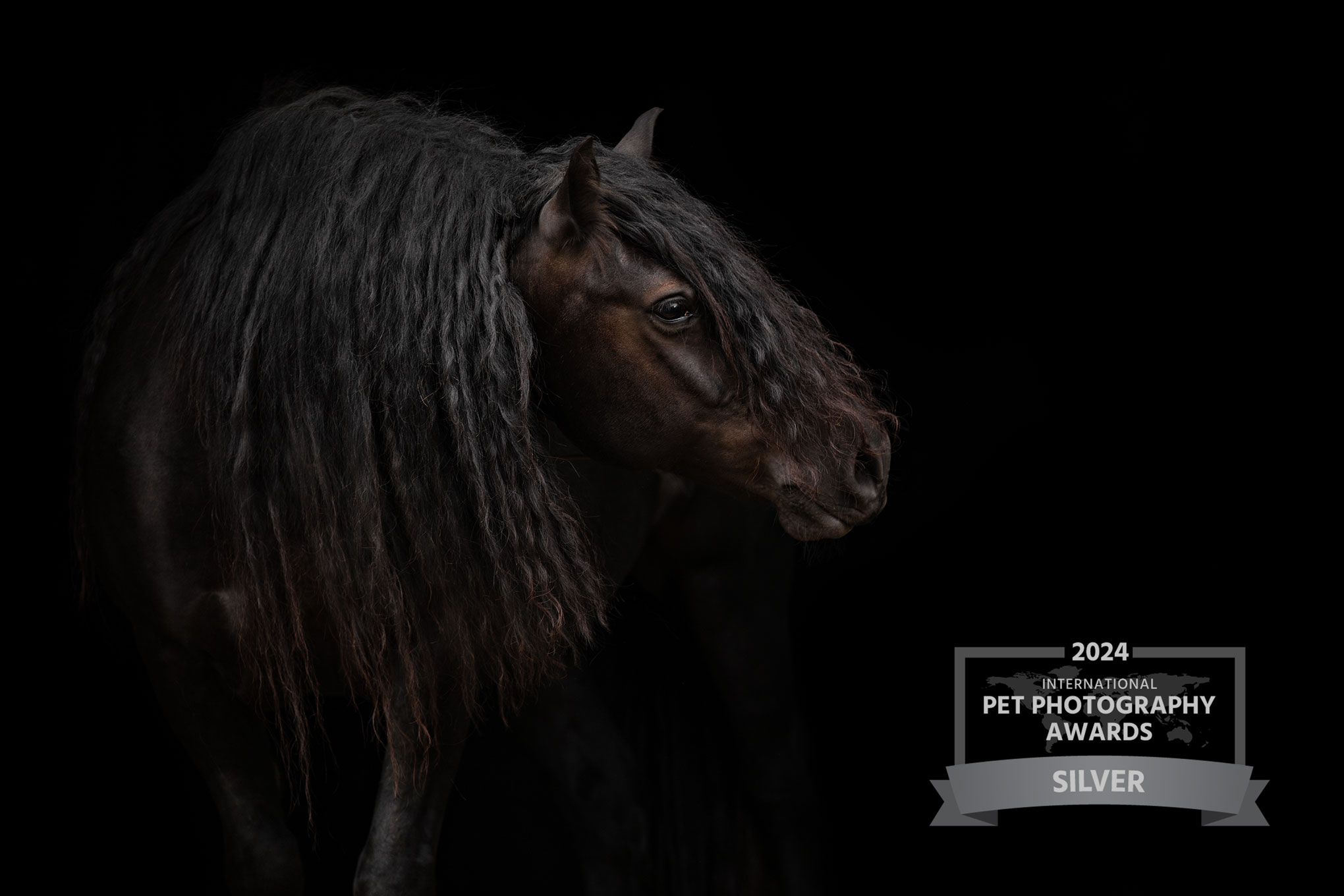 studiofoto-pferd-limburg