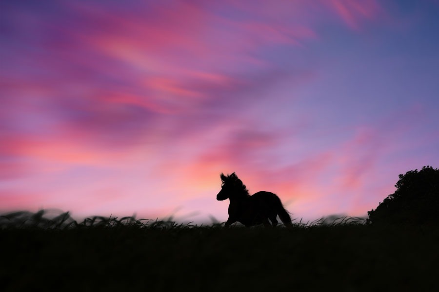 Silhouetten-fotoshooting-mit-pferd-3