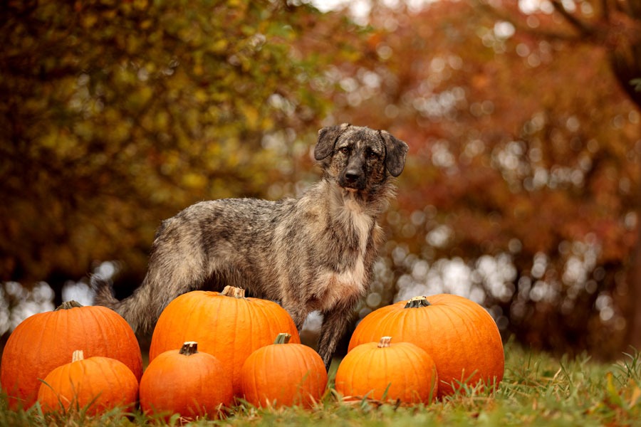 Hundefotografie-herbst-kuerbisse