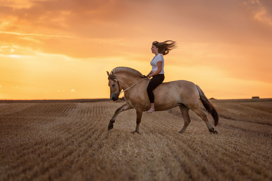 herbstliches-fotoshooting-mit-pferd-stoppelfeld