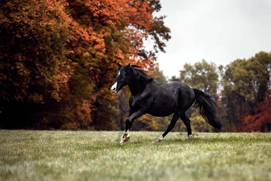 herbstliches-fotoshooting-mit-pferd