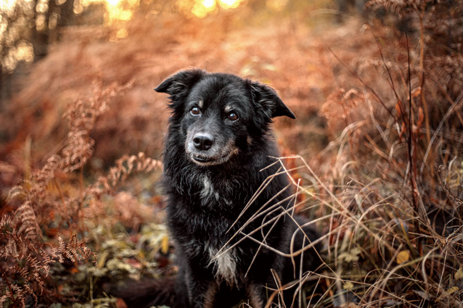 fotoshooting-hund-bad-ems