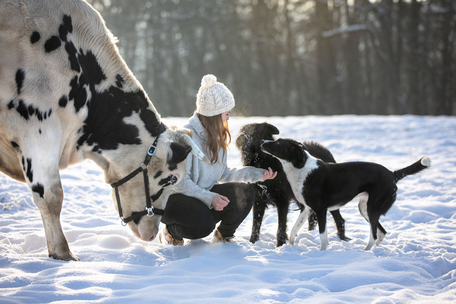 fotoshooting-mit-hund-und-kuh