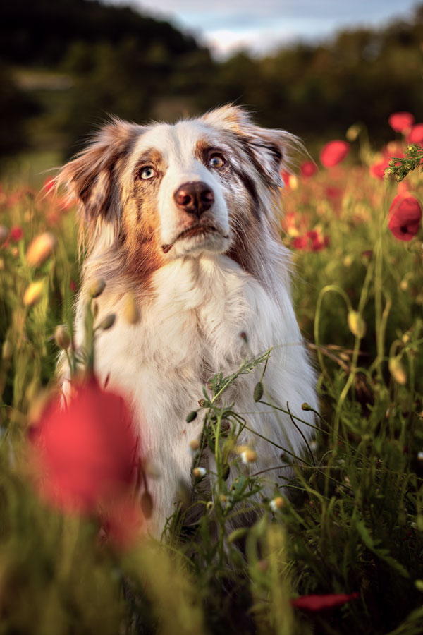 hund-fotoshooting-sommer-diez