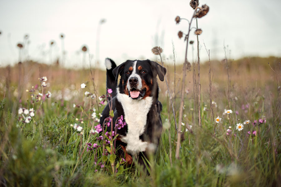 hundeshooting-wiesbaden