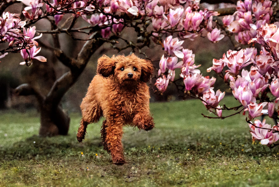zoomies-fotoshooting-mit-hund