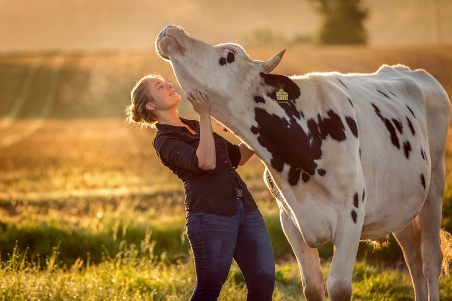 Fotoshooting-mit-tier-ochse