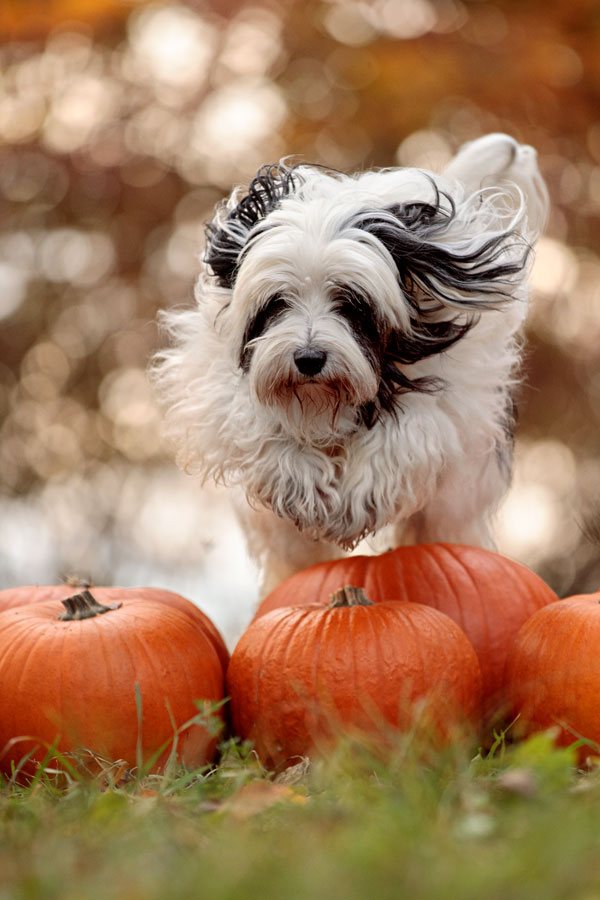 Fotoshooting.mit-meinem-hund-herbst