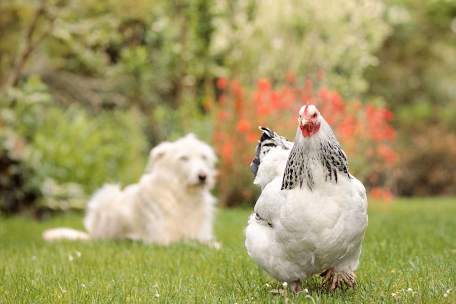fotoshooting-huhn-und-hund