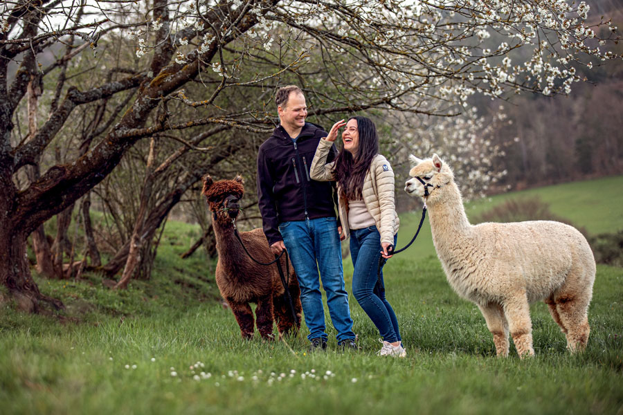 fotoshooting-mit-alpakas