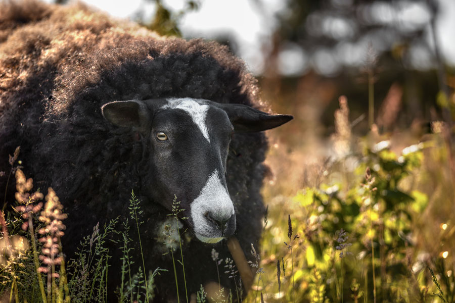 fotoshooting-mit-schaf